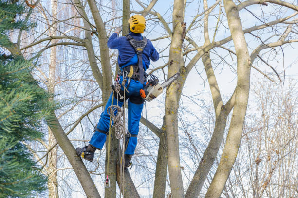 Best Arborist Consultation Services  in South Creek, WA